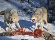 Вовк - де живе, чим харчується, види, опис, скільки живе - PetCare